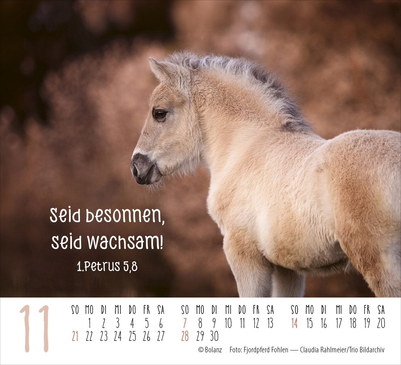 Pferde – elegante Schönheiten 2027 – Minikalender
