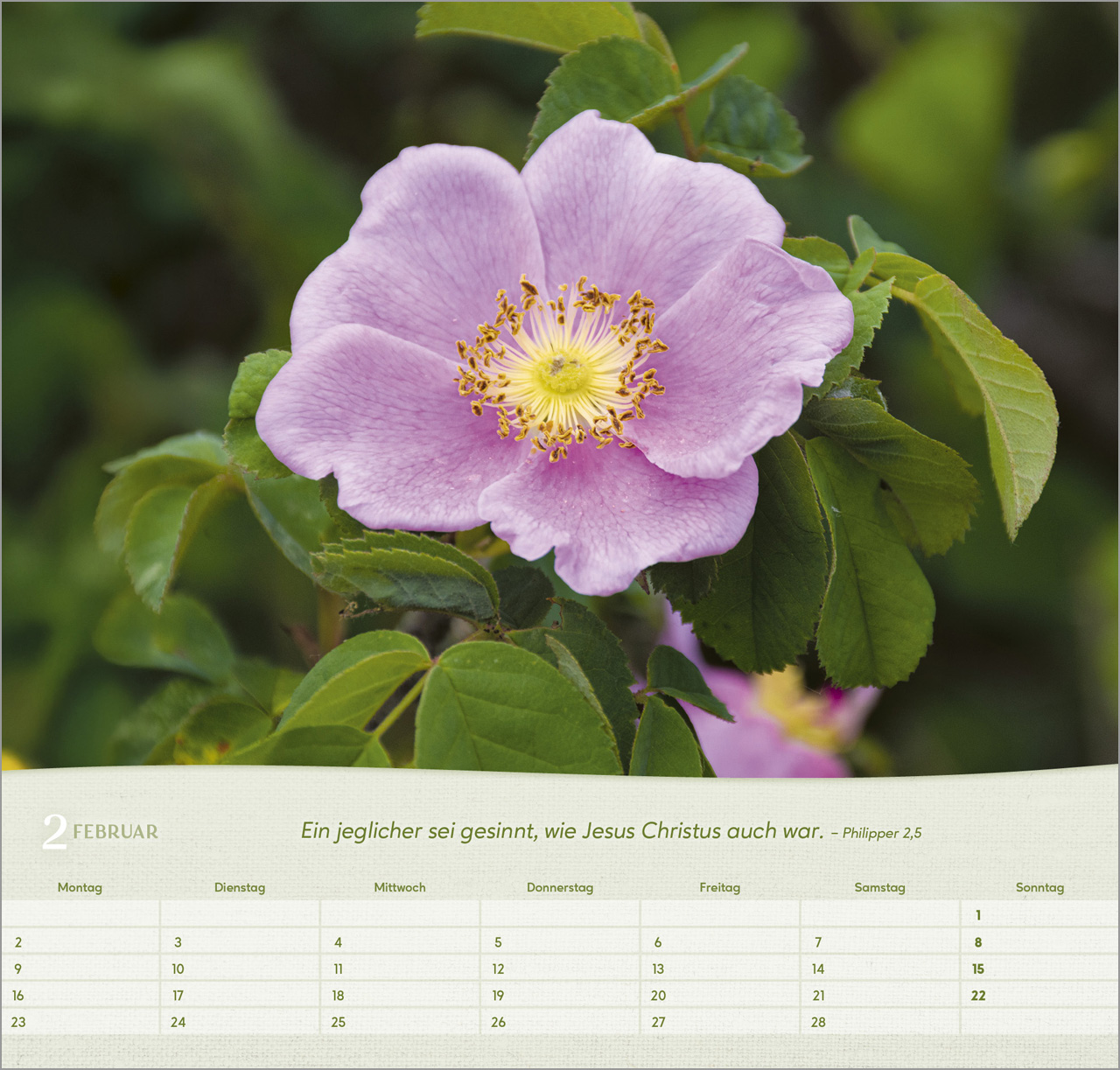 Rosen Wandkalender 2026