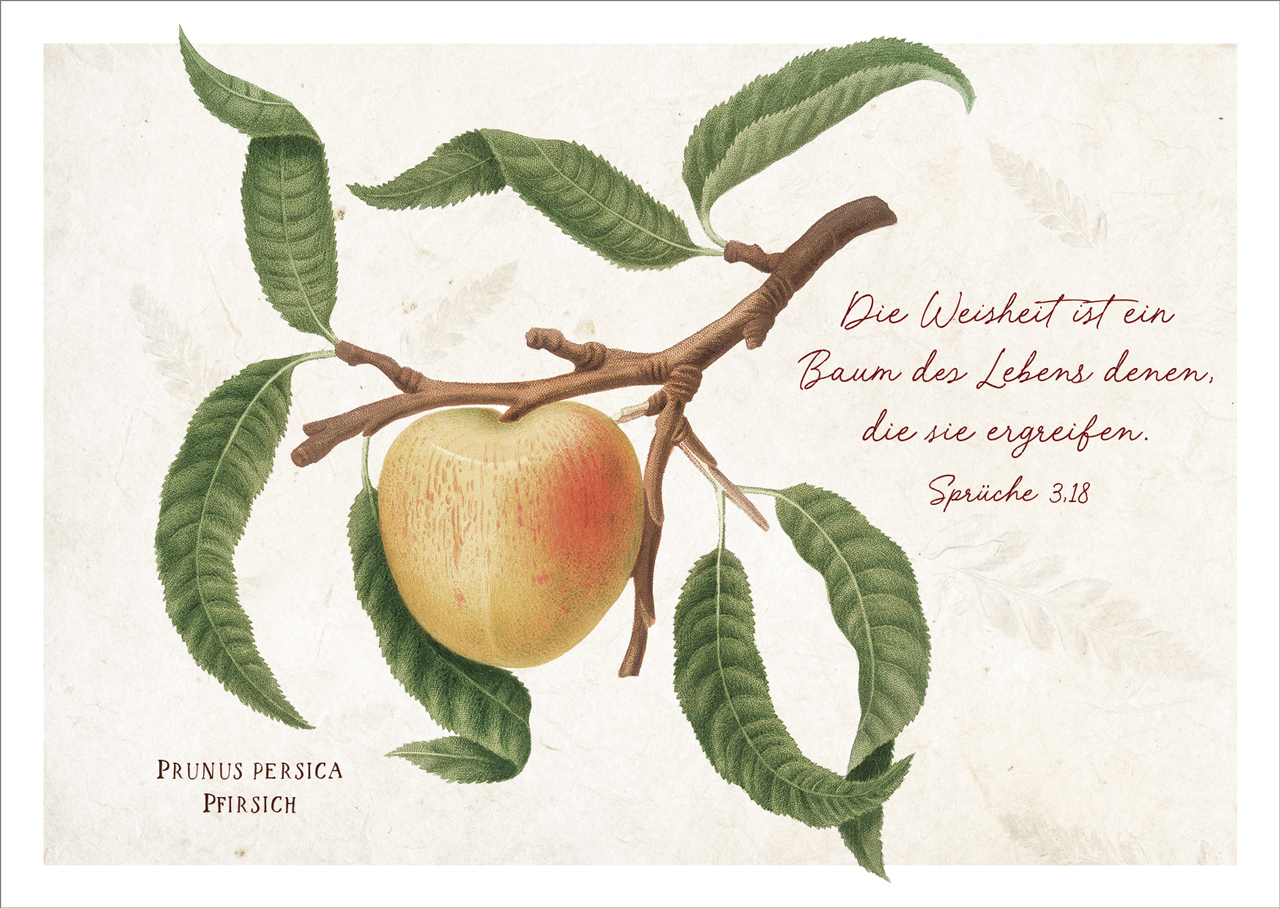 Postkarte Baum des Lebens - Pfirsich -  (14,8 x 10,5 cm)