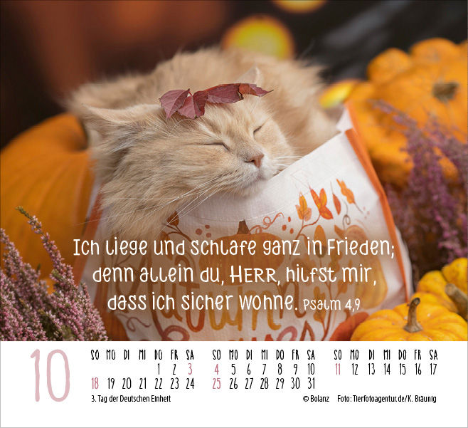 Katzen - auf leisen Pfoten  - Minikalender 2026